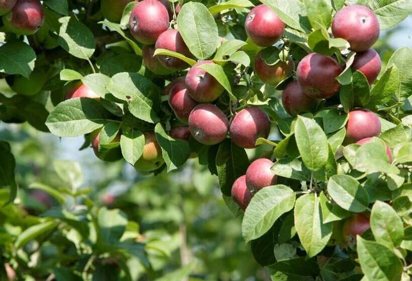 Motel île D Orléans