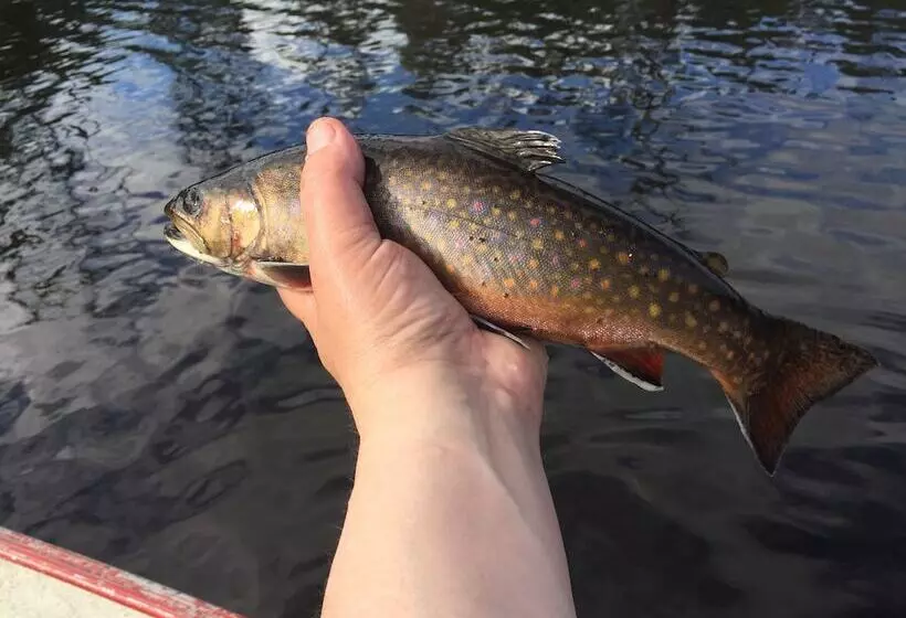 Motelli Moose Mountain Inn