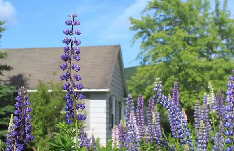 Chanterelle Inn & Cottages