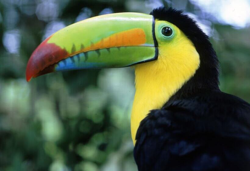 Congo Bongo Ecovillage Costa Rica