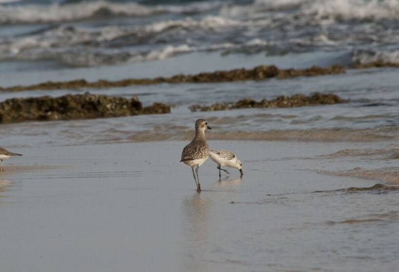 Congo Bongo Ecovillage Costa Rica