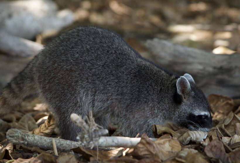 Congo Bongo Ecovillage Costa Rica