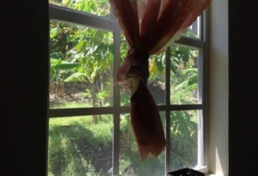 پانسیون The Jungle Room