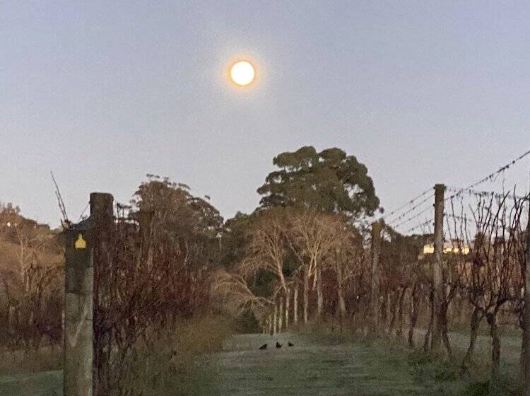 Vineyard Cottages   Kumeu