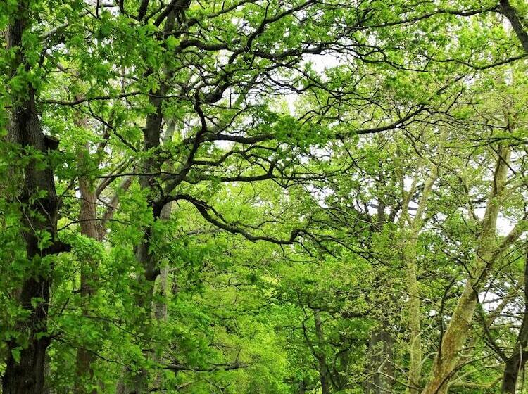 민박 Oak Lane Lodge