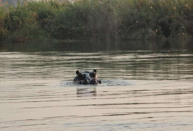 酒店 Ndhovu Safari Lodge   Campground