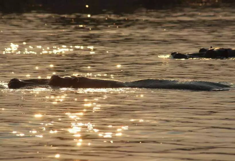 هتل Ndhovu Safari Lodge   Campground