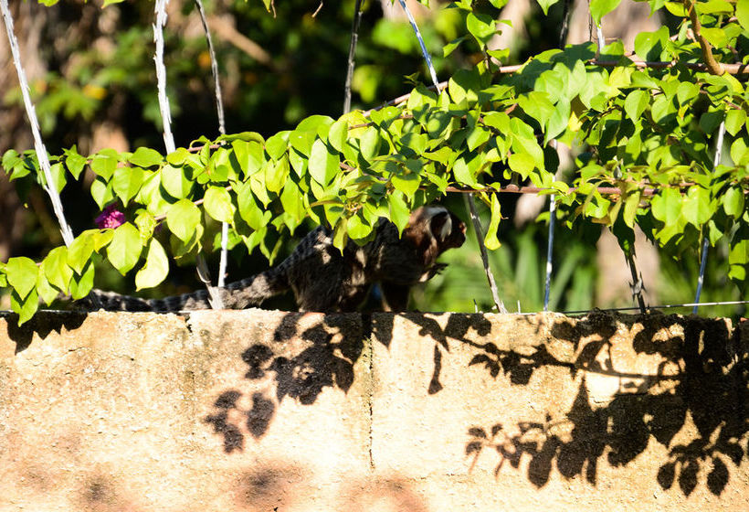 تختخواب و صبحانه Cama E Café Casa De Campo Olinda