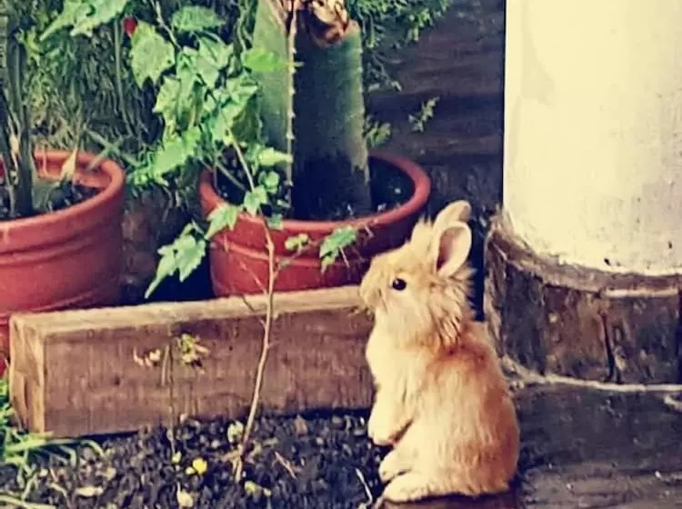 Killa Qente Cusco Hostal