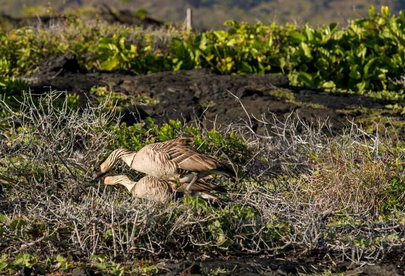 Panzió Volcano Hale
