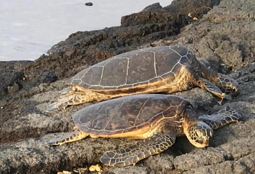 Ala Kai Bed And Breakfast