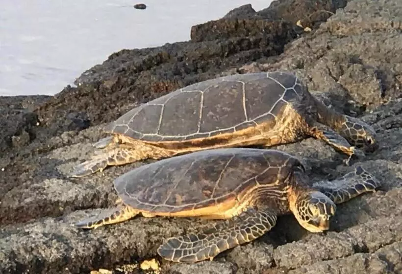 Ala Kai Bed And Breakfast