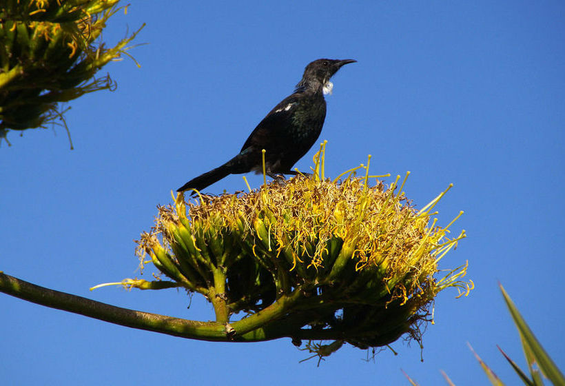 مبيت وإفطار Arden Street House