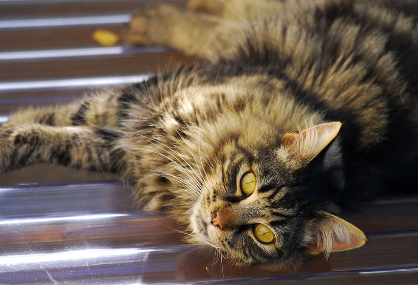 مبيت وإفطار Arden Street House