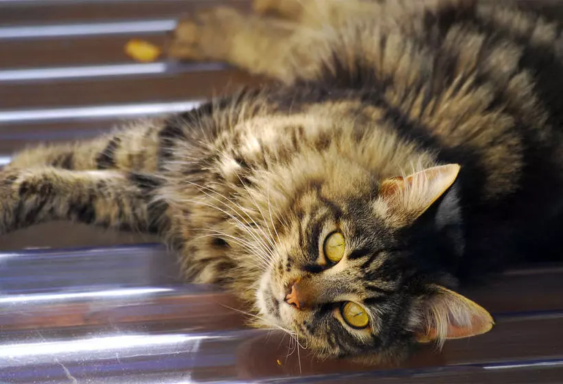 민박 Arden Street House