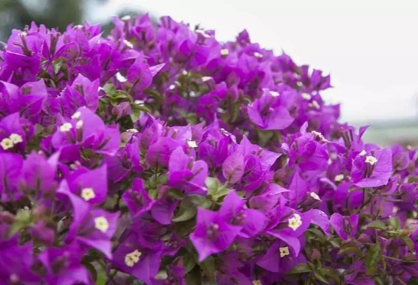 호텔 B&b Luna Di Miele