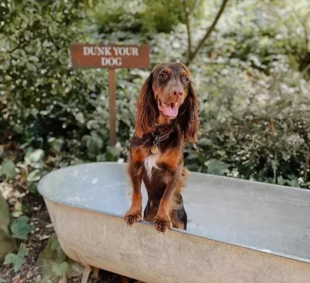 פנסיון The Fish