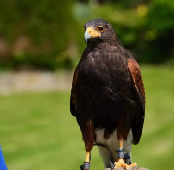 פנסיון The Fish