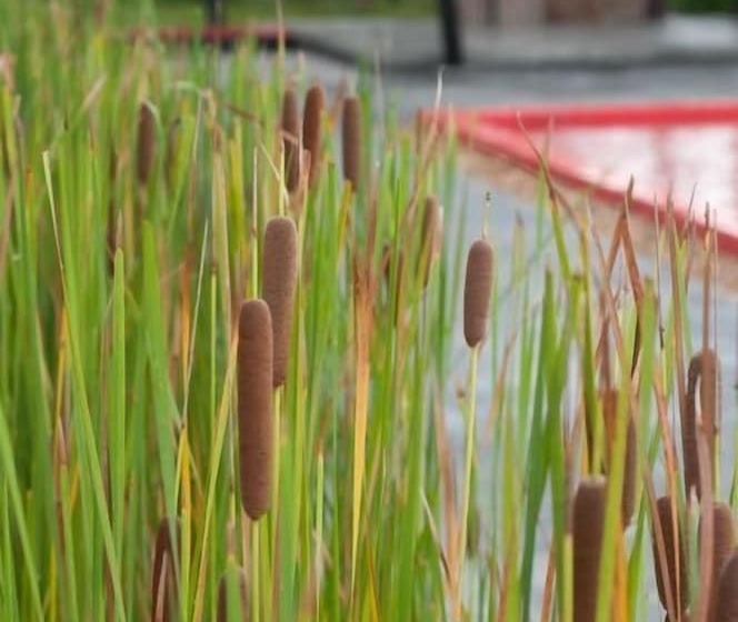 אתר נופש Red Z The Ocean