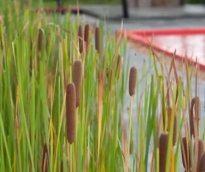 استراحتگاه Red Z The Ocean