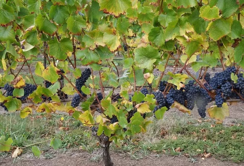 Gisborne Peak Winery Short Term Stays