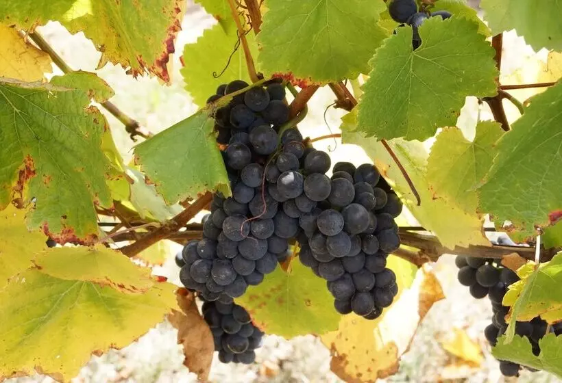 Gisborne Peak Winery Short Term Stays