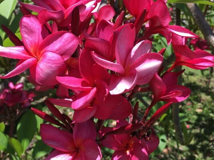 בית מלון כפרי Firefly Estate Bequia