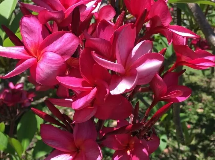 בית מלון כפרי Firefly Estate Bequia