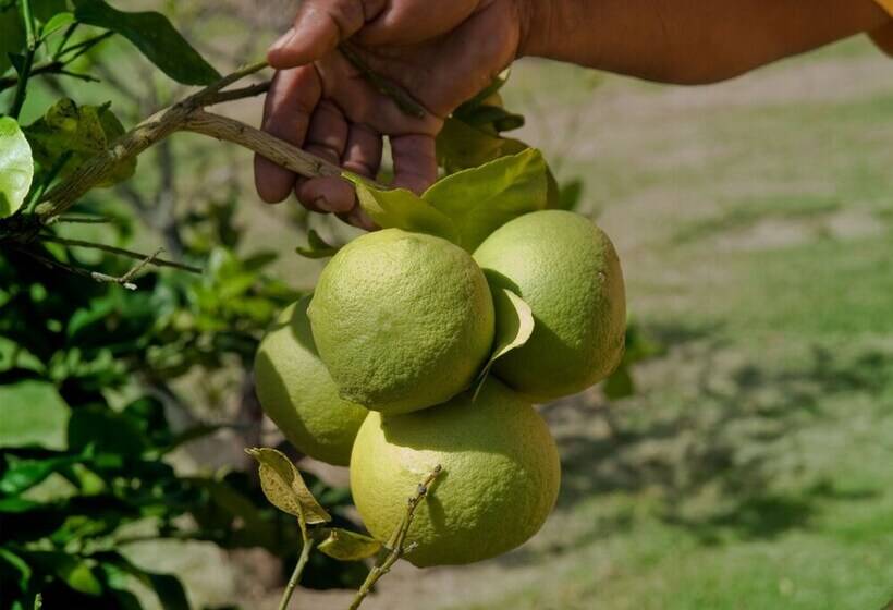בית מלון כפרי Firefly Estate Bequia