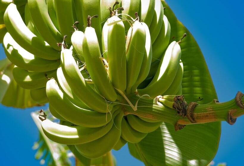 בית מלון כפרי Firefly Estate Bequia