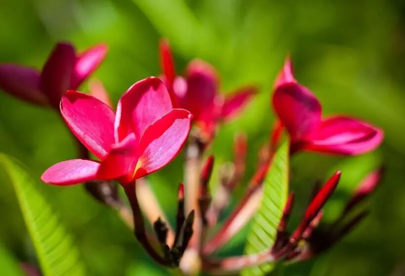 בית מלון כפרי Firefly Estate Bequia