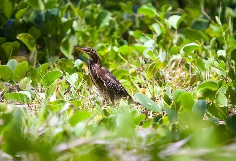 בית מלון כפרי Firefly Estate Bequia