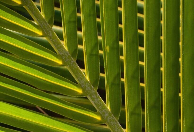 בית מלון כפרי Firefly Estate Bequia