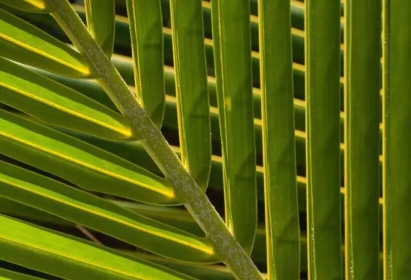 בית מלון כפרי Firefly Estate Bequia