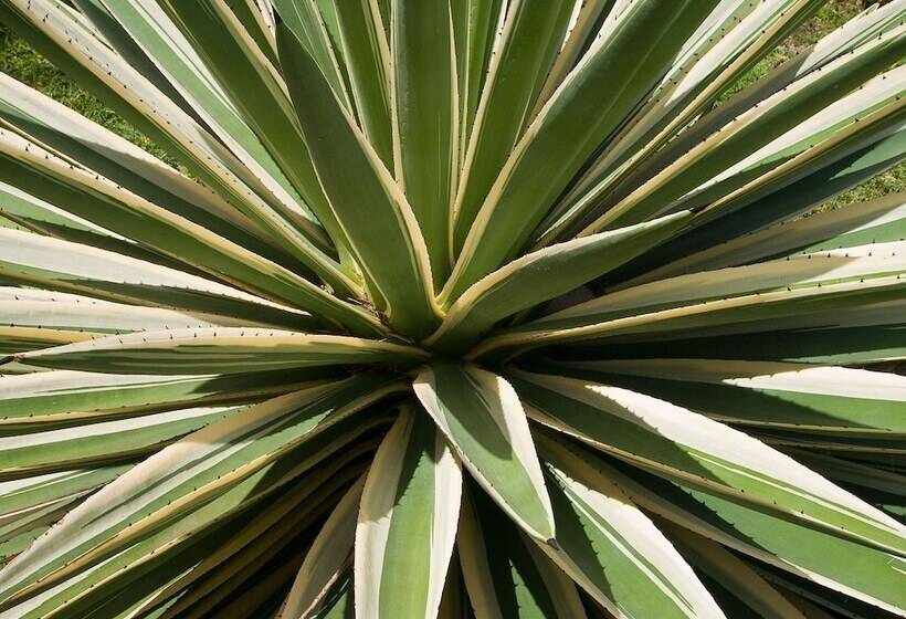 בית מלון כפרי Firefly Estate Bequia