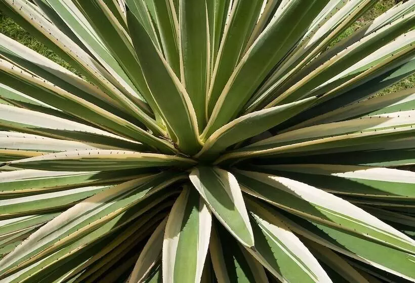 בית מלון כפרי Firefly Estate Bequia