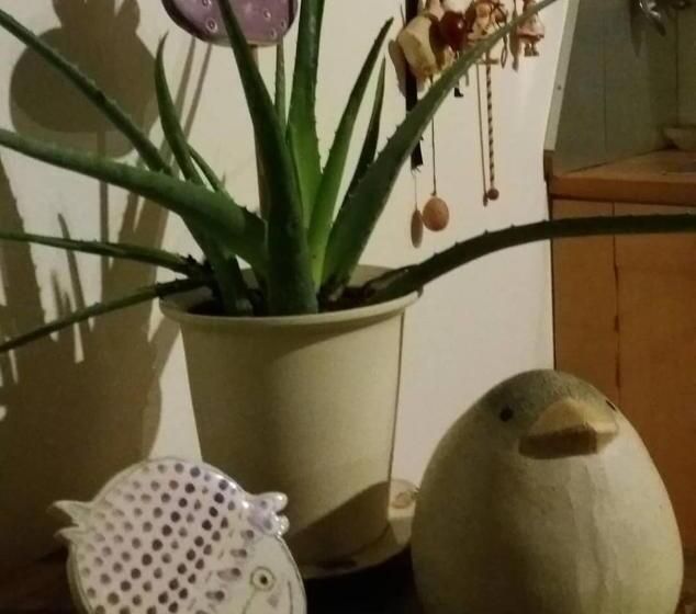 住宿加早餐 Alice Nel Paese Delle Meraviglie