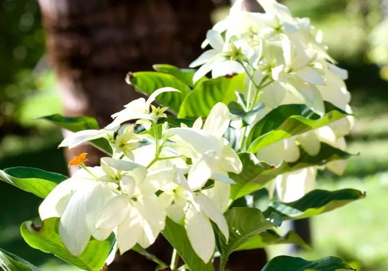 בית מלון כפרי Pousada Imperio Do Sol