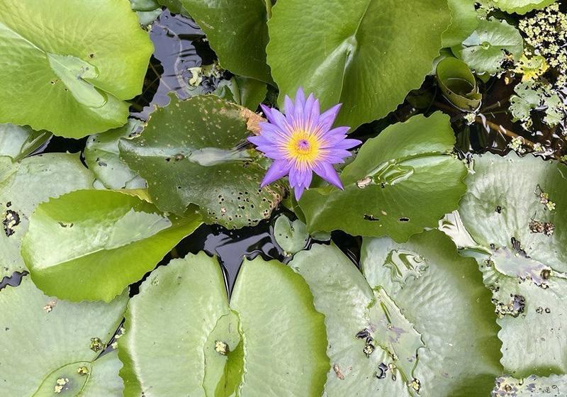 فندق The Fong Krabi Resort