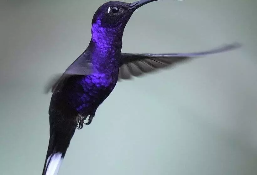 Aamiaismajoitus (B&B) Arte De Plumas Birding Lodge