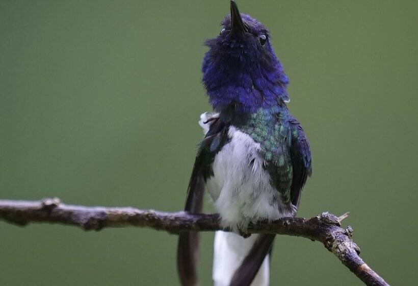 Bed and Breakfast Arte De Plumas Birding Lodge