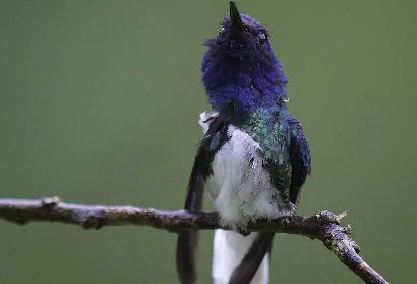 Aamiaismajoitus (B&B) Arte De Plumas Birding Lodge