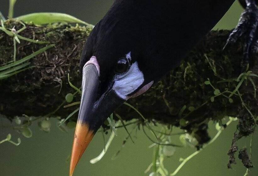 Bed and Breakfast Arte De Plumas Birding Lodge
