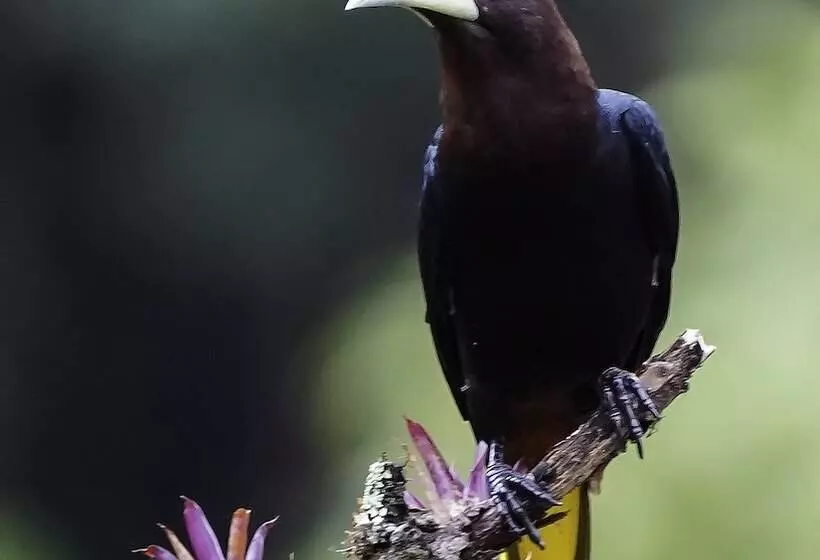 Aamiaismajoitus (B&B) Arte De Plumas Birding Lodge