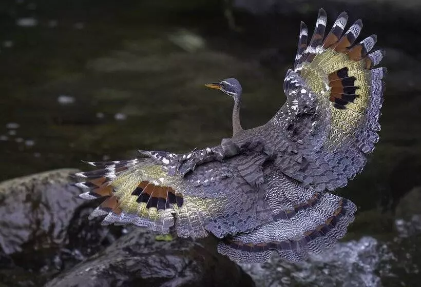 Aamiaismajoitus (B&B) Arte De Plumas Birding Lodge