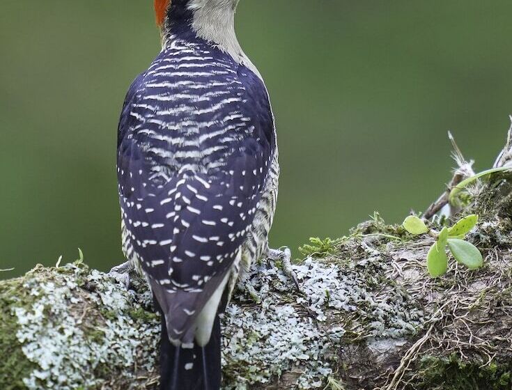 Bed and Breakfast Arte De Plumas Birding Lodge