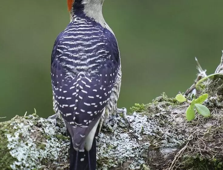 Aamiaismajoitus (B&B) Arte De Plumas Birding Lodge