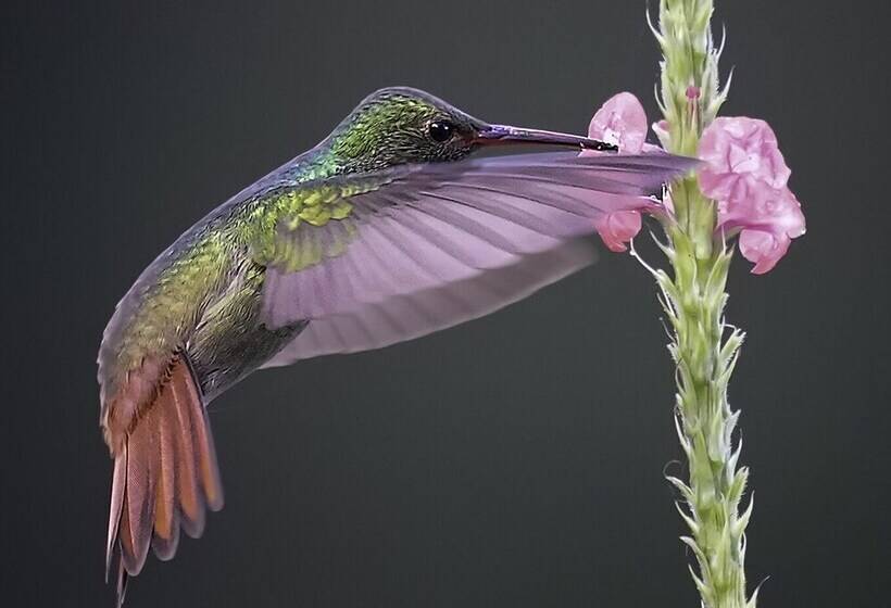 Bed and Breakfast Arte De Plumas Birding Lodge