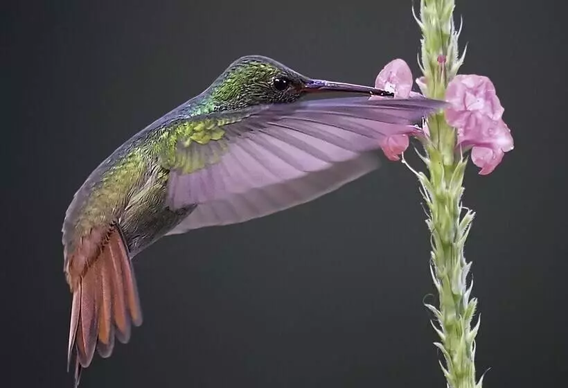 Aamiaismajoitus (B&B) Arte De Plumas Birding Lodge