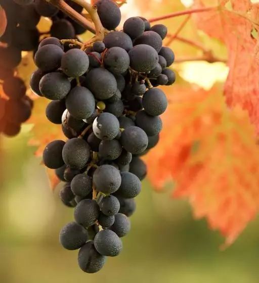 La Casa Del Vino   B&b